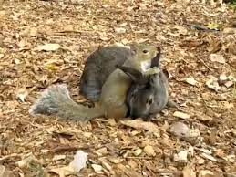 Squirrel makes his move with Miss Bunny